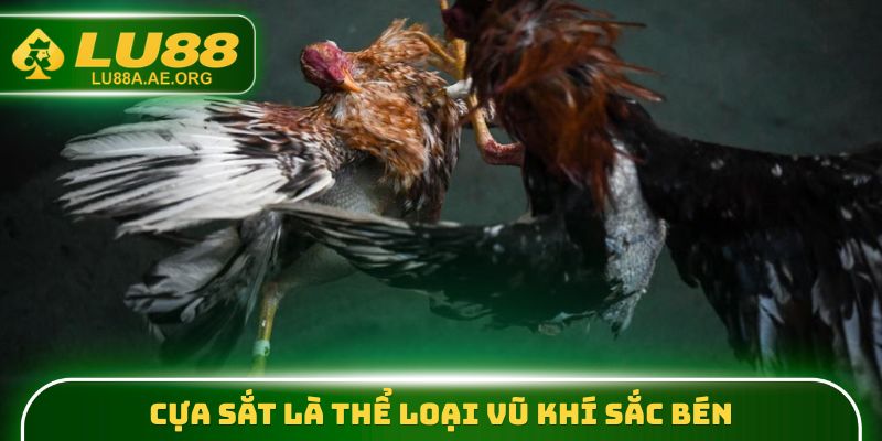 Cựa sắt là thể loại vũ khí sắc bén